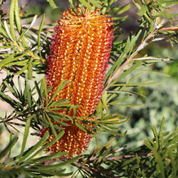 Banksia spinulosa